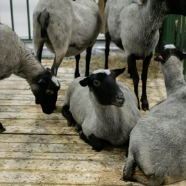 salon de l'agriculture