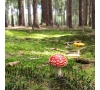 Cueillette de champignons en forêt de Brotonne 12/10/2021