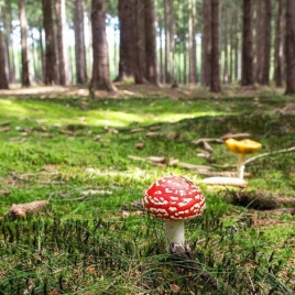Cueillette de champignons en forêt de Brotonne 12/10/2021