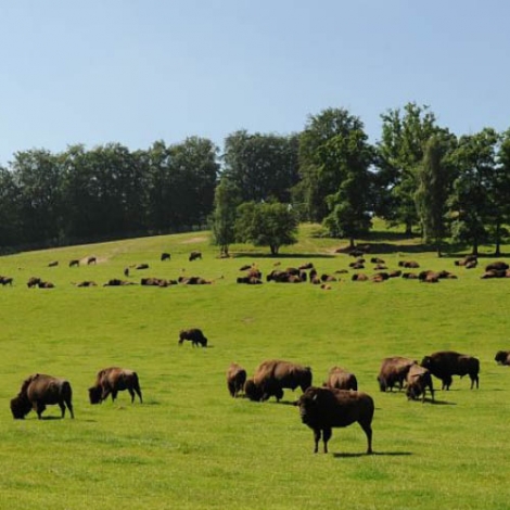 Visite du parc canadien avec soirée country - le 15/06/2024