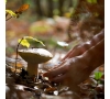 Sortie aux champignons en Forêt de Brotonne 15 octobre 2024