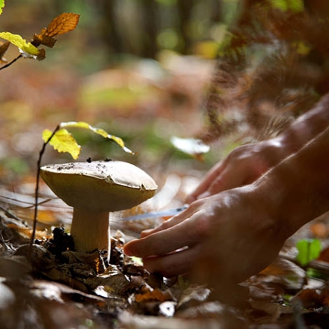 Sortie aux champignons en Forêt de Brotonne 15 octobre 2024