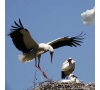 sortie ornithologique