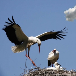 sortie ornithologique
