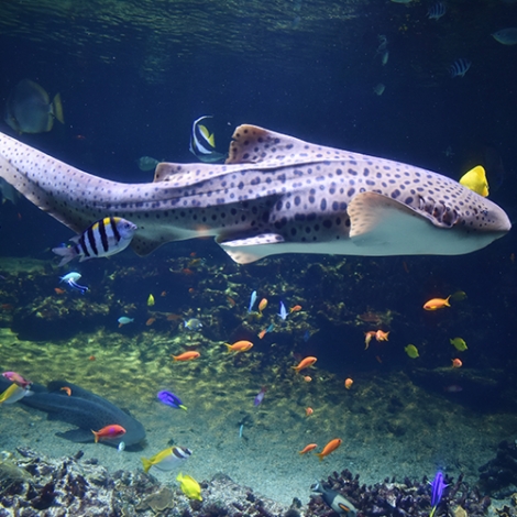 Journée à Nausicaa - le 18/10/2025