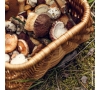 Sortie aux champignons en Forêt de Brotonne 14 octobre 2025