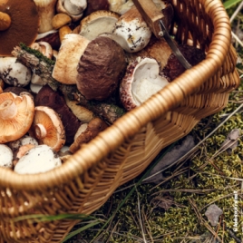 Sortie aux champignons en Forêt de Brotonne 14 octobre 2025