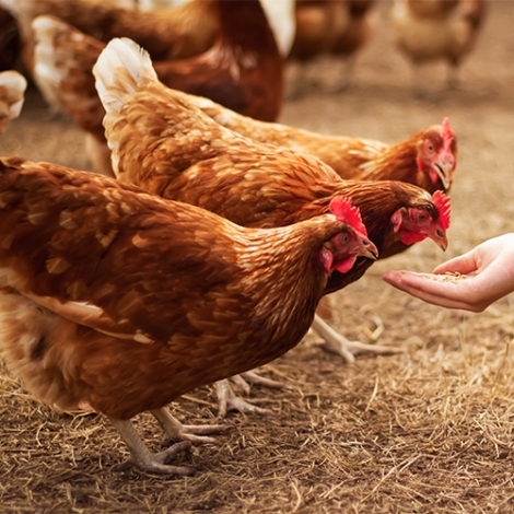 Visite de la ferme d'Epaville