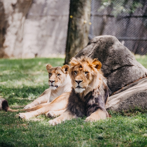 Journée au zoo de Pairi Daiza
