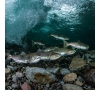 Pêche en étang à Pont - Authou