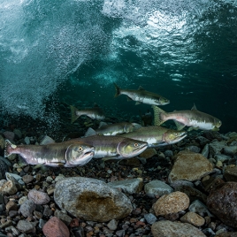 Pêche en étang à Pont - Authou