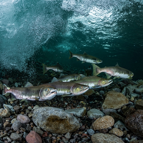 Pêche en étang à Pont - Authou