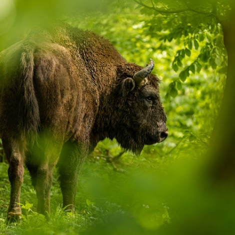 Une journée "Rêve de bisons" - 15/04/2023