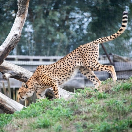 Sortie aux jardins animaliers Biotropica du Val de Reuil